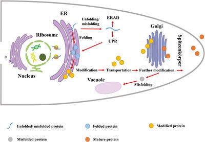 Frontiers | Genetic Engineering Of Filamentous Fungi For Efficient ...